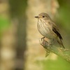 Lejsek sedy - Muscicapa striata - Spotted Flycatcher 3441
